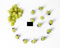 Párty mravce na občerstvenie